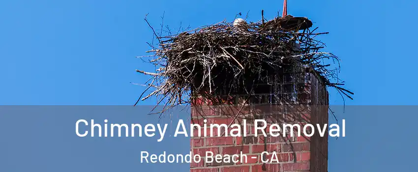 Chimney Animal Removal Redondo Beach - CA